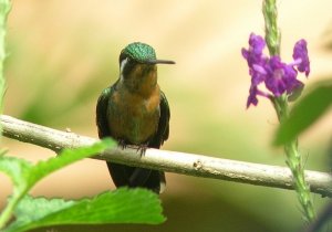 Purple-throated Mountain Gem female and flower, Costa Rica