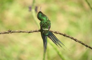 Green Thorntail male, El Copal, Costa Rica