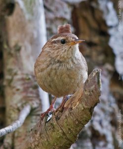 Wren