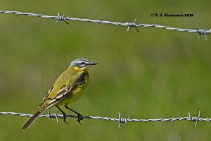 Yellow Wagtail