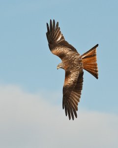 Red Kite