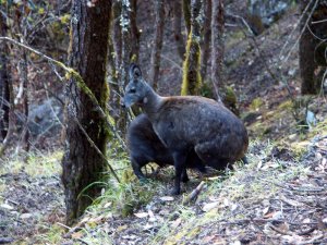 Himalayan Musk Deer with suckling fawn