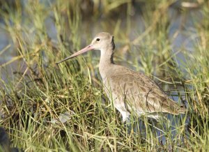 Black-tailed Godwit