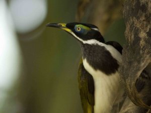 Blue-faced Honeyeater