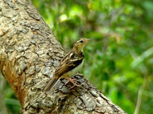 Sokoke Pipit