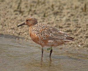 Red Knot - Flagged in Breeding Plumage