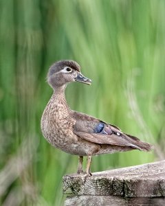 Female Wood Duck