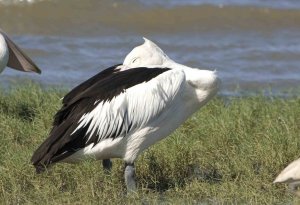 I'm so tired - Australian Pelican