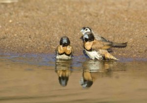 Bath time - Chestnut-breasted Mannikin (Munia) - Double-barred Finch in bac