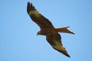 Red Kite