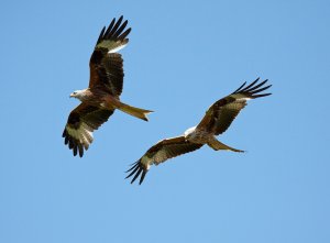 Red Kite