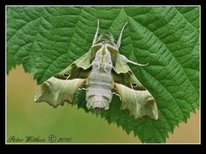 Willowherb Hawkmoth