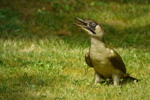 Green Woodpecker