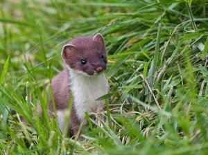 Stoat