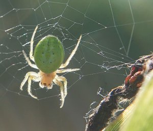 Green Orb Spider
