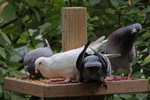 Pigeons for ChrisKten