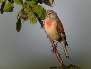 Linnet - singing perch