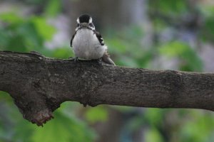 Downy Woodpecker