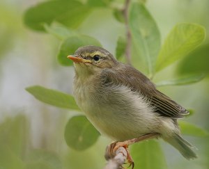 Willow Warbler - 2010 Edition