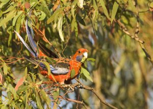 Crimson Rosella