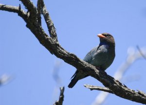 Dollarbird