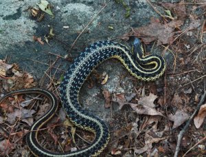 Garter Snake