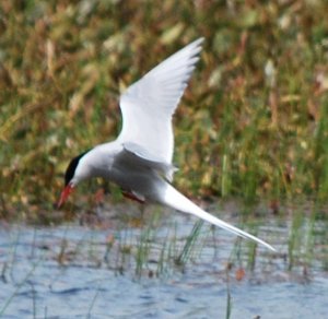 Arctic Tern