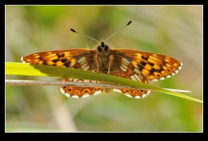 Duke Of Burgundy