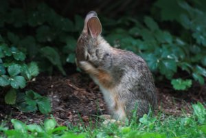 itchy bunny