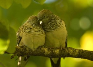 Peaceful Doves Allopreeing