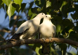 Torresian Imperial Pigeon Allopreening