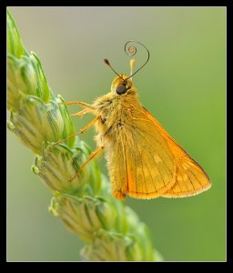 Large Skipper