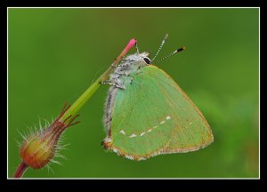 Green Hairstreak