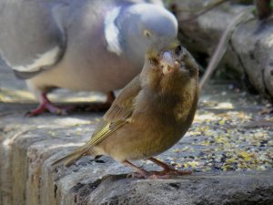 Greenfinch Looks In At T Time