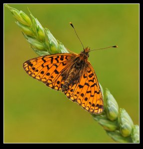 Small Pearl Bordered