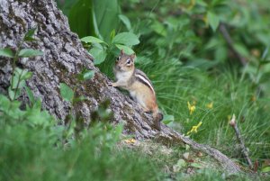 Chipmunk...