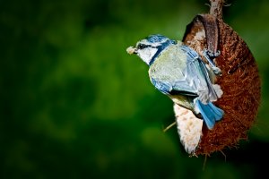 Bluetit_web