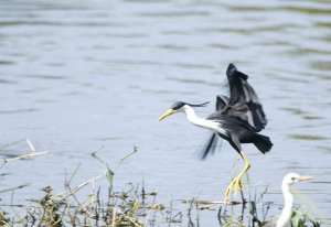 Pied Heron