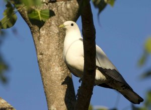 Torresian Imperial Pigeon