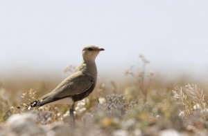 Australian Pratincole