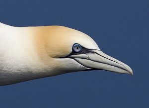 Close Gannet