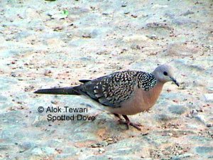 Dove in Tigerland