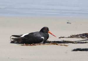 Pied Oystercatcher - taking a rest