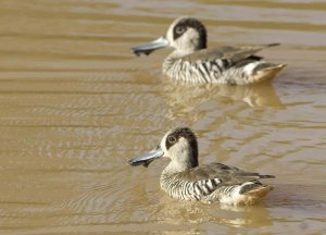 Pink-eared Duck