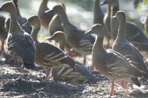 Plumed Whistling Ducks