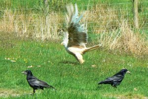 Two Rooks and a Leucistic Kite