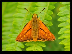 Large Skipper