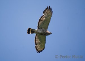 Broad-winged Hawk - Ontario, Canada