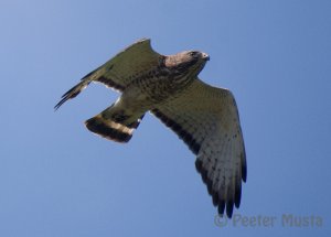 Broad-winged Hawk - Ontario, Canada