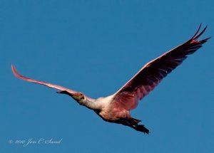 Roseate Spoonbill in flight